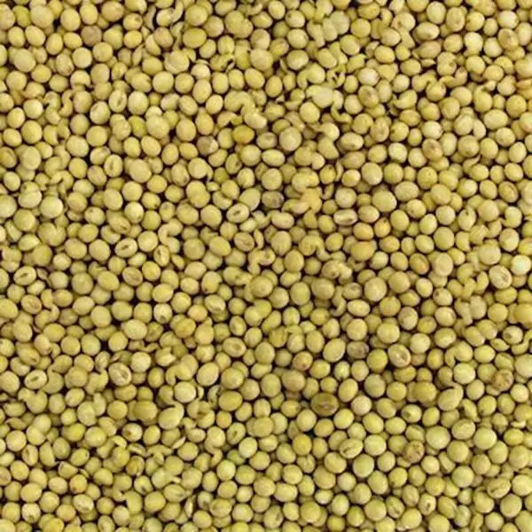 SOJA EM GRÃO 100g